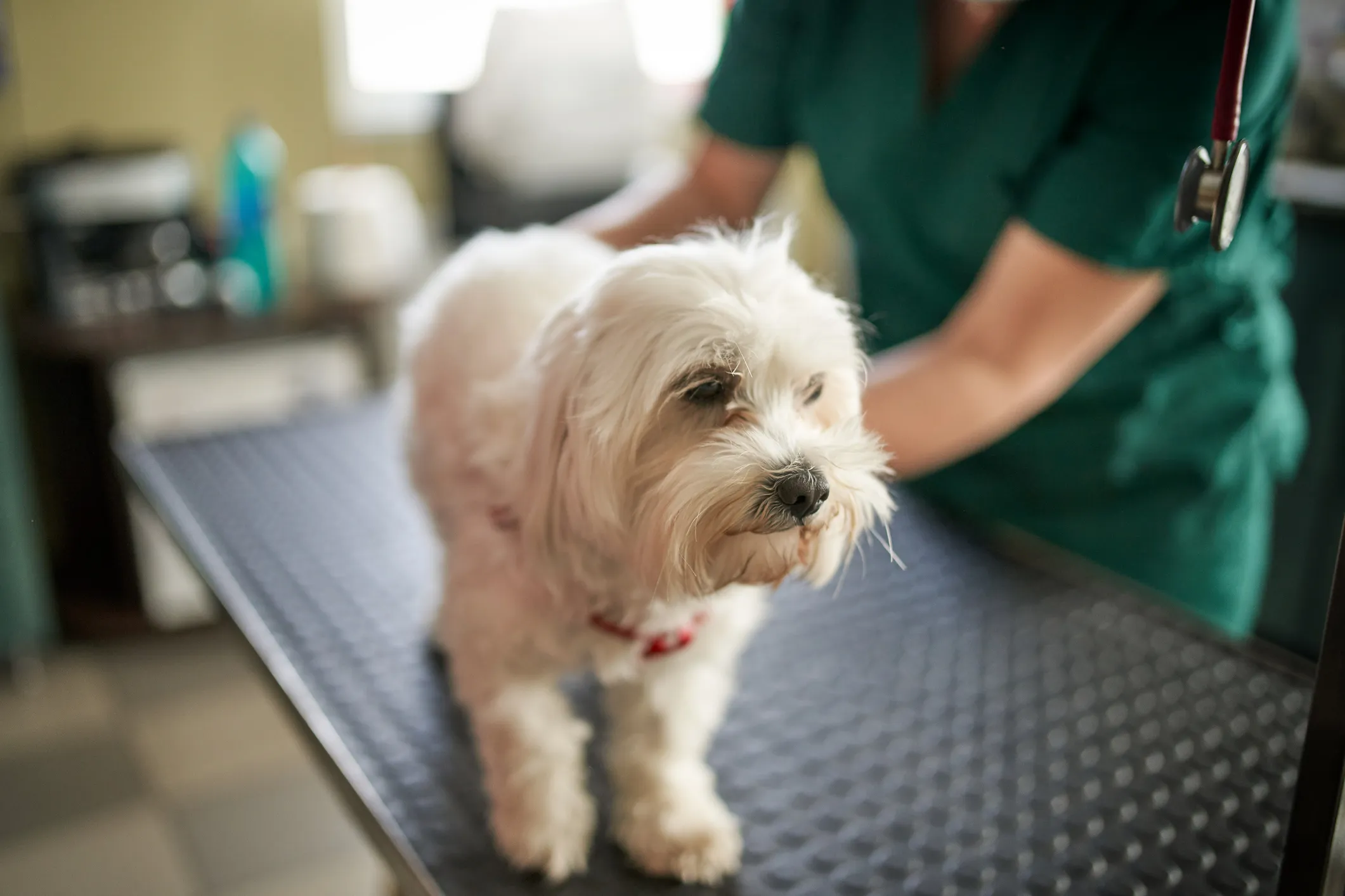 Explainer Emergency Vet Bill.jpg