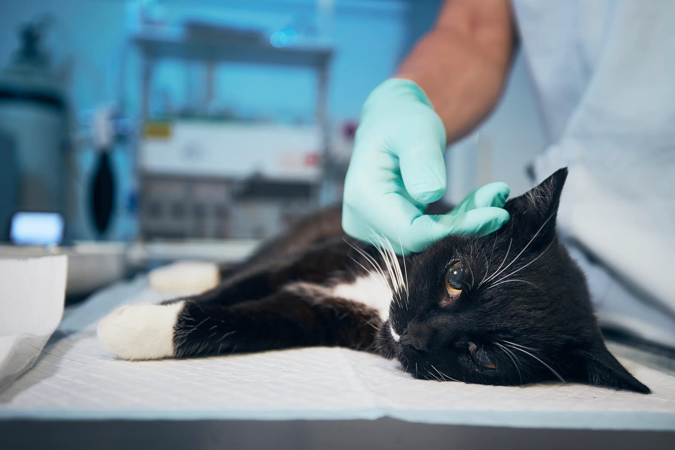 Fetch Sponcon How Much Emergency Vet Visit.jpg